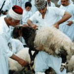 Samaritans_sacrifice_lamb