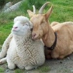 sheep_goats