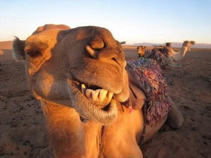Funny-Camel-25