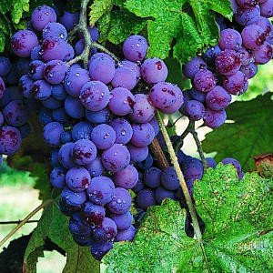 genesis_resveratrol_grapes