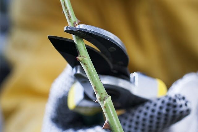 How to prune for fruitfulness | Psephizo