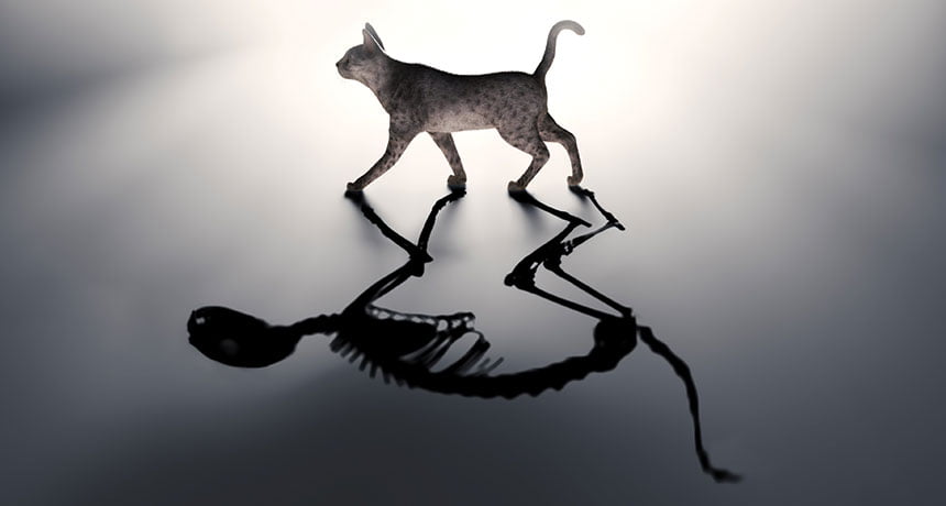 Christian doctrine and Schrödinger's Cat | Psephizo Christian doctrine and Schrödinger's Cat | Psephizo