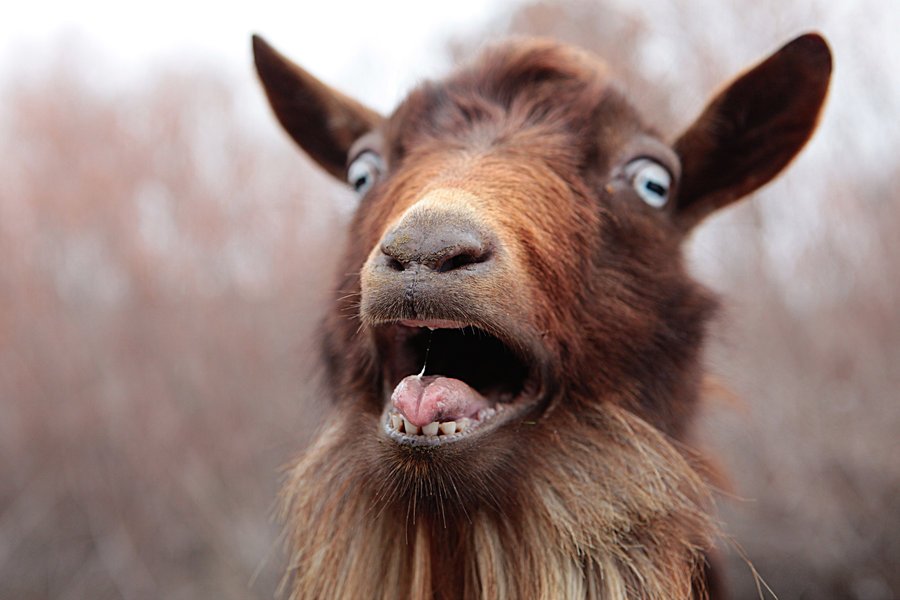 Image result for surprised goat