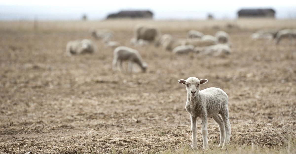 12547-sheep-lamb-lost-animal-wide.1200w.tn