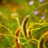 The intermix of good and evil in the Parable of the Weeds in Matthew 13