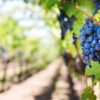 Jesus’ parable of the wicked tenants in Matthew 21