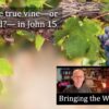 Jesus is the true vine in John 15 video discussion